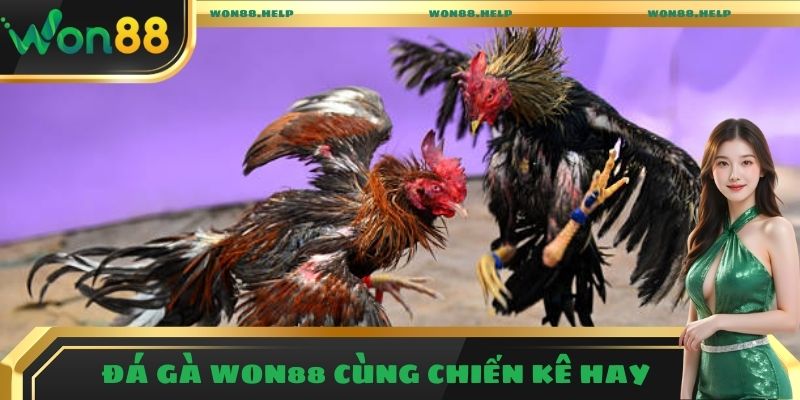 Đá gà Won88 cùng chiến kê hay