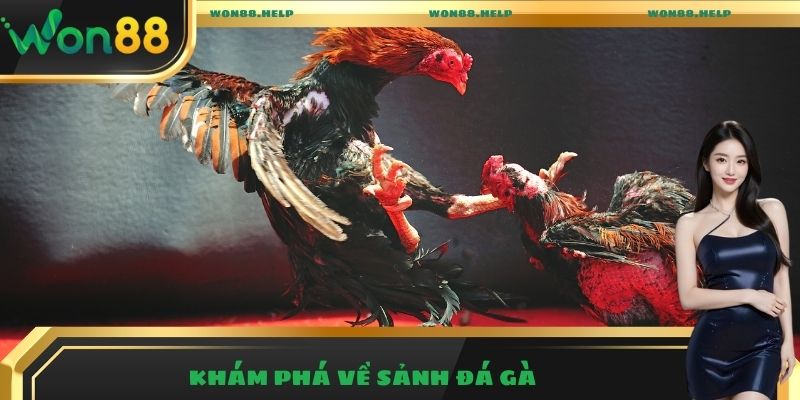 Khám phá về sảnh đá gà 