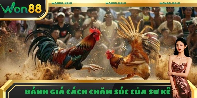 Bỏ Túi Mẹo Soi Kèo Đá Gà Chuẩn Từ Phía Cao Thủ Won88 4 Mẹo soi kèo đá gà thông qua khả năng chăm sóc của sư kê