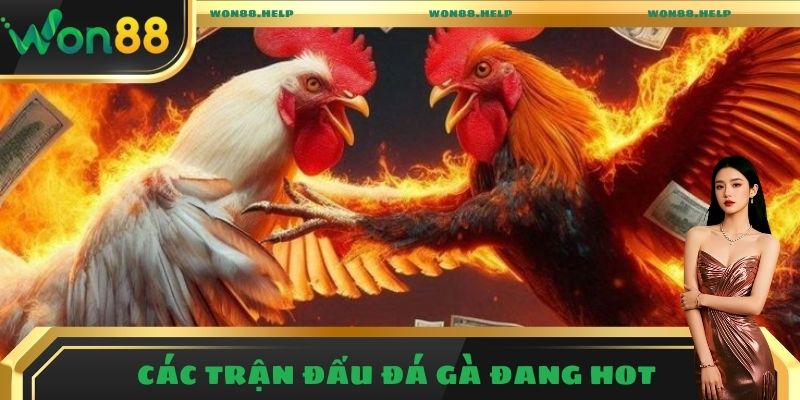 Bỏ Túi Mẹo Soi Kèo Đá Gà Chuẩn Từ Phía Cao Thủ Won88 2 Nắm bắt về các trận đấu đá gà hot hiện nay