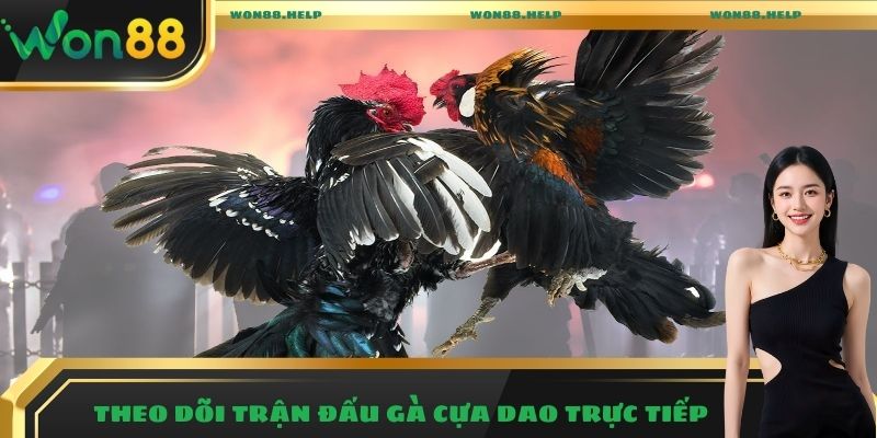 Theo dõi trận đấu gà cựa dao trực tiếp