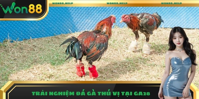 Trải nghiệm đá gà thú vị tại GA28